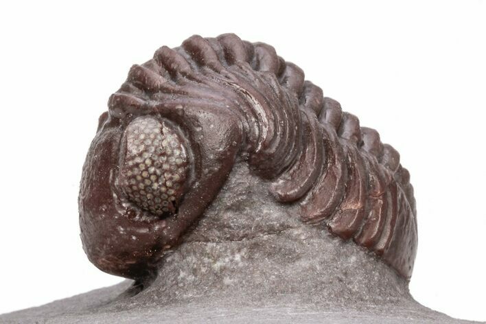 Red Austerops Trilobite - Hmar Laghdad, Morocco #221215